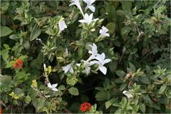 Barleria cristata var. dichotoma